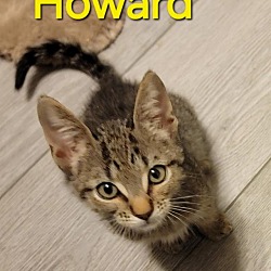 Thumbnail photo of Howard #1