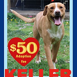 Thumbnail photo of KELLER - $50 #1