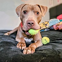 adopt a pet
