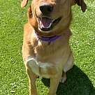 Adopt A Pet :: Cooper - Escondido, CA
