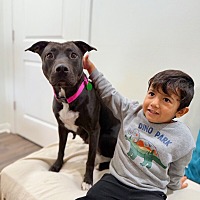 adopt a pet