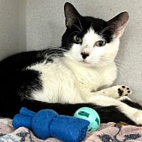 adopt a pet
