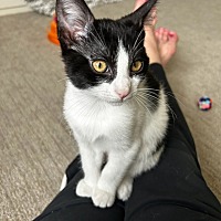 adopt a pet