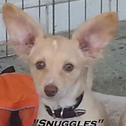 Thumbnail photo of Snuggles #1