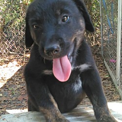 Thumbnail photo of Kricket (adoption pending) #3
