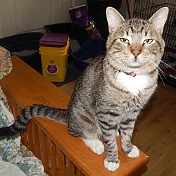 Thumbnail photo of TOASTER - AMAZING CAT & STORY! #1