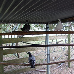 Thumbnail photo of Pigeons (6) #3