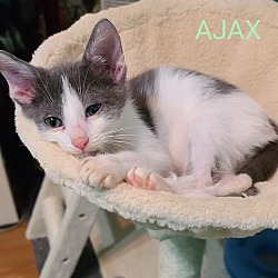 Thumbnail photo of To AJAX #1