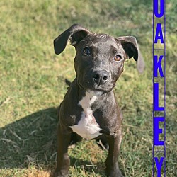 Thumbnail photo of Oakley #2