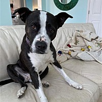 adopt a pet