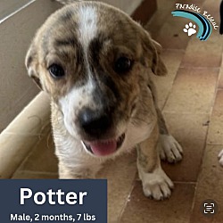 Photo of Potter