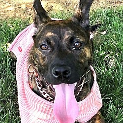 Thumbnail photo of Gypsy - Foster or Adopt Me! #3