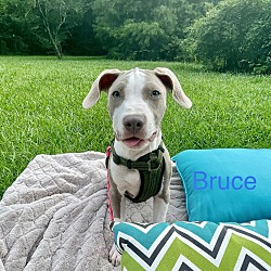 Photo of BRUCE