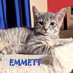 Thumbnail photo of Emmett #1