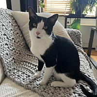 adopt a pet