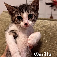adopt-pet