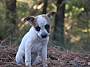 ABIGAIL - Australian Cattle Dog available for adoption
