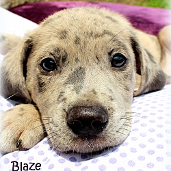 Thumbnail photo of Blaze~adopted! #3