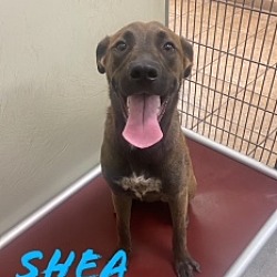 Photo of Shea 25590