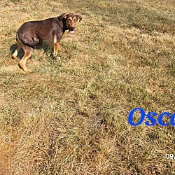 Thumbnail photo of Oscar #2