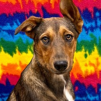 adopt a pet