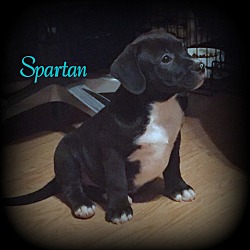 Thumbnail photo of Spartan #3