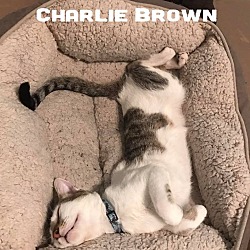 Thumbnail photo of Charlie Brown #1