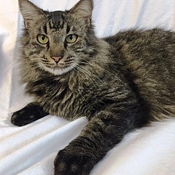 Photo of Maine Coon Mix - Hunter