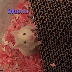 Thumbnail photo of Mushu #3