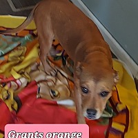 Photo of Grants  orange Maggie