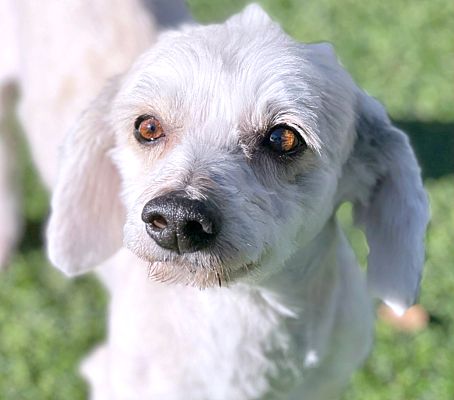 Hondo, TX - Dachshund/Poodle (Miniature). Meet Hitch a Pet for Adoption ...