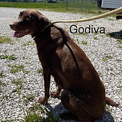 Thumbnail photo of Godiva 🐾 #1