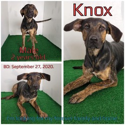 Thumbnail photo of Knox #1