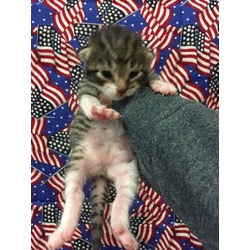 Photo of Kitten 4-Rescue only