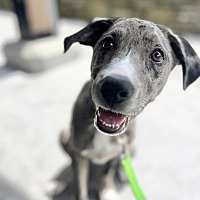 adopt a pet