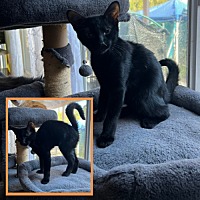 adopt-pet