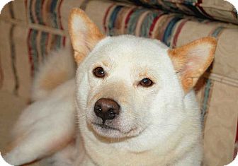 Salem Nh Shiba Inu Meet Raiden A Pet For Adoption