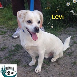 Thumbnail photo of Levi - Adopted August 2016 #1