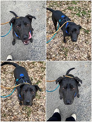 Rootstown, OH - Labrador Retriever. Meet WILBUR a Pet for Adoption