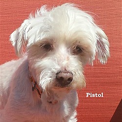 Photo of Pistol*adopted