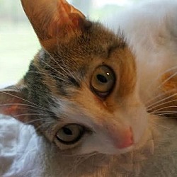 Thumbnail photo of Pixie - Adopted 05.28.16 #3