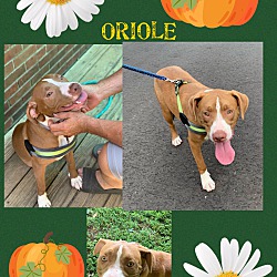 Thumbnail photo of Oriole~adopted! #2