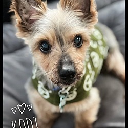 Photo of Kodi