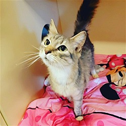 Photo of Mimosa