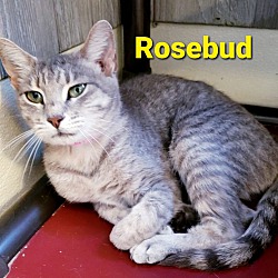 Thumbnail photo of Rosebud #1