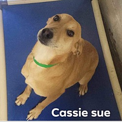 Photo of Cassie Sue/survivor