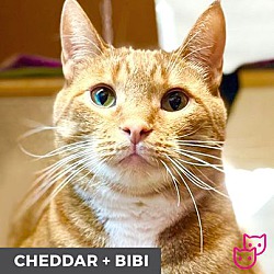 Thumbnail photo of Cheddar (bonded with Bibi) #1