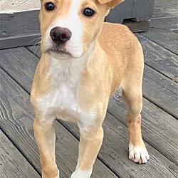 Photo of PUPPY LIL ECHO-FOSTER OR ADOPTER NEEDED