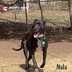 Photo of Nala (Courtesy Post)