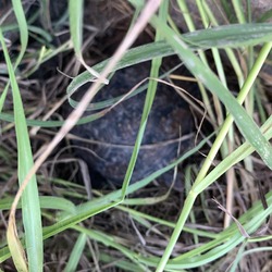 Thumbnail photo of Juvenile three toed box turtles #4